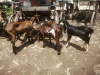 Ziege, Black Bengal goats — Foto 1