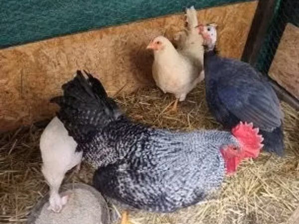 Chickens