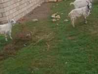 Sheep (batch, sex not specified), Sheep — photo 1