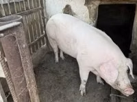 母猪 — 照片 6
