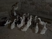 Geese — फ़ोटो 5