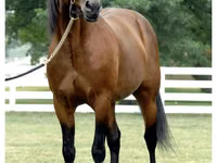 घोड़ा, Standardbred — फ़ोटो 3