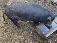 Schweine (Partie, Geschlecht nicht angegeben) — Foto 2