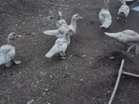 Ducks — 照片 2