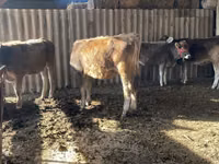 Cow, Swiss cattle — photo 4