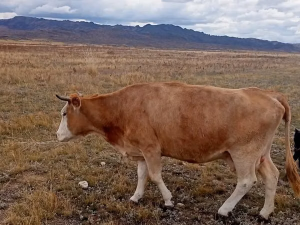 母牛, Latvian Blue cattle