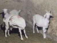 Goat, Saanen goat — photo 3