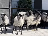 भेड़, Romanov sheep — फ़ोटो 1
