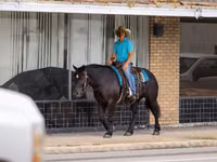 فرس, Percheron — الصورة 4