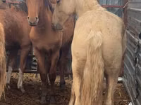 Caballo, New Altai Horse — foto 2