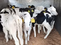 أبقار (دفعة، الجنس غير محدد), Russian Black pied cattle — الصورة 3