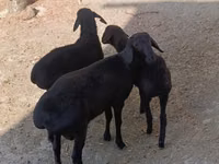 公羊, Sheep — 照片 2