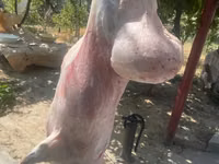 Ram, Rhon sheep — photo 4