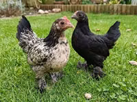 Chickens — الصورة 7