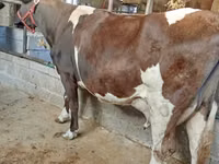 Kuh, Holstein-Rasse — Foto 2
