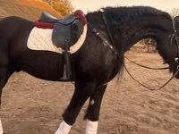Hengst, Friesian — Foto 1