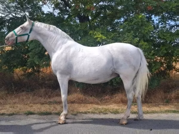 母马, Lipizzaner