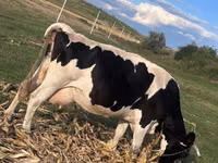 Cow, Cast cow — photo 3