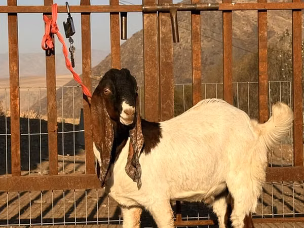 Billy Goat, Gulabi goats