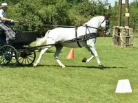 Mare, Lipizzaner — photo 2