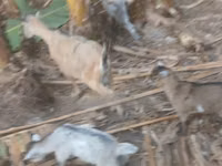 عنزة, الماعز — الصورة 6