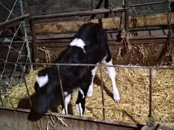 بقرة, Russian Black pied cattle
