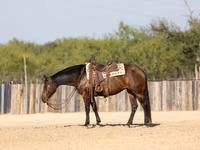 Yegua, Quarter Horse — foto 7