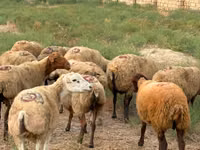 Schaf, Apsheron sheep — Foto 1
