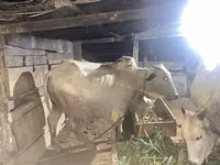 ثور, براهما — الصورة 1
