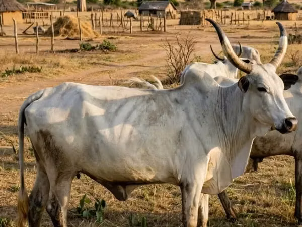 Cow, Brahman