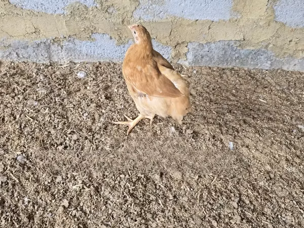 Chickens