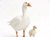 Geese — Foto 2