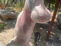 Widder, Rhon sheep — Foto 4