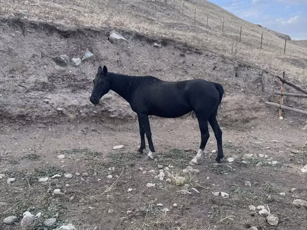 Stute, Anglo-Arabian