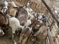 Ziegenbock, Ziegen — Foto 6