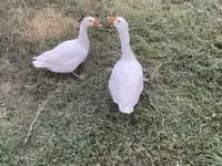 Geese — फ़ोटो 4