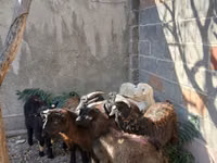 Goat, Goats — photo 3