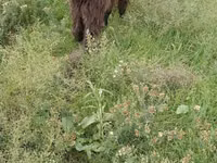 Goats (batch, sex not specified), Goats — photo 2