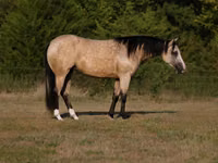 घोड़ी, Quarter Horse — फ़ोटो 1