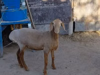 Schaf, Arashan sheep — Foto 4