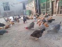 Chickens — الصورة 8