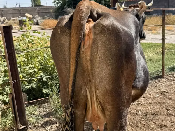 गाय, मवेशी