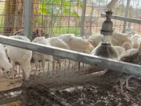 Turkeys — फ़ोटो 6
