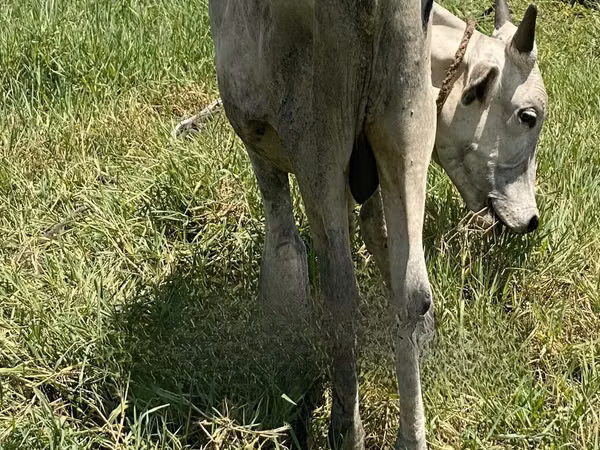 Cow, Cattle