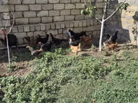 Chickens — फ़ोटो 4