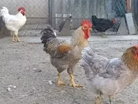 Chickens — Foto 5