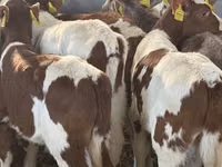 Bovinos (lote, sexo no especificado), Simmental cattle — foto 3