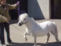 Yegua, Miniature horse — foto 5