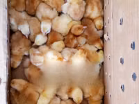 Chickens — Foto 3