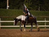 Horse (M), Pinto horses — photo 6